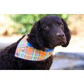 Ocean Breeze: Dogs Holiday Merchandise Birthday Items 