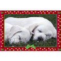 7" x 5 " Greeting Cards - Christmas #2<br>Item number: 066: Dogs Holiday Merchandise Christmas Items 