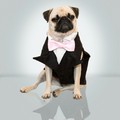 Tailored Tuxedo: Dogs Pet Apparel Coats 