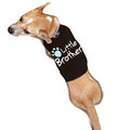 Doggie Sweatshirt - Little Brother: Dogs Pet Apparel Sweatshirts 