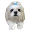 Felt Hair Band: Dogs Pet Apparel Hair Accessories 