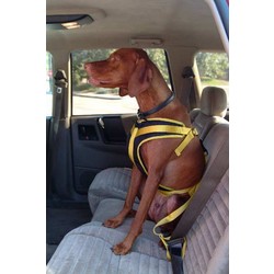 Canine Auto Seat Belts