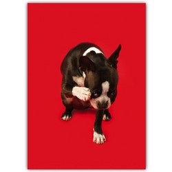 Birthday Card - Boston Terrier red bkgd