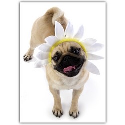 Birthday Card - Pug Daisy Hat