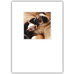 Love Card - Pug & Chi Cuddle