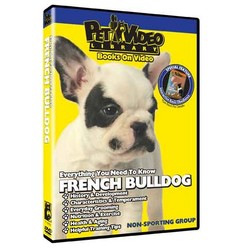 French Bulldog - Everything You Should Know
