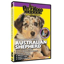 Australian Shepherd - Everything You Should Know