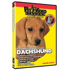 Dachshund - Everything You Should Know