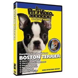 Boston Terrier - Everything You Should Know