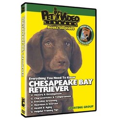 Chesapeake Bay Retriever - Everything You Should Know