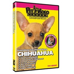 Chihuahua - Everything You Should Know
