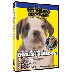 English Bulldog - Everything You Should Know