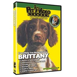 Brittany Spaniel - Everything You Should Know