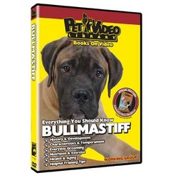 Bullmastiff - Everything You Should Know