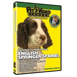 English Springer Spaniel - Everything You Should Know