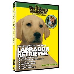 Labrador Retriever - Everything You Should Know