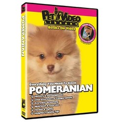 Pomeranian - Everything You Should Know