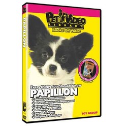 Papillon - Everything You Should Know