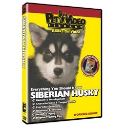 Siberian Husky - Everything You Should Know