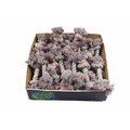 Precious Pooch 8" Rope Bone PDQ - 36 Piece Display<br>Item number: 00702: Dogs Toys and Playthings 