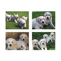 5.5" x 4" Notecard Packs #1<br>Item number: NS1: Dogs