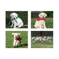 5.5" x 4" Notecard Packs #4<br>Item number: NS4: Dogs