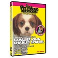 Cavalier King Charles - Everything You Should Know<br>Item number: 71532: Dogs