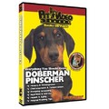Doberman Pinscher - Everything You Should Know<br>Item number: 71536: Dogs