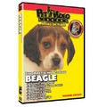 Beagle - Everything You Should Know<br>Item number: 71516: Dogs Training Products 