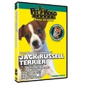 Jack Russell Terrier - Everything You Should Know<br>Item number: 71511: Dogs Training Products 