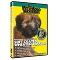 Soft Coated Wheaten Terrier - Everything You Should Know<br>Item number: 71561: Dogs