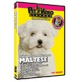 Maltese - Everything You Should Know<br>Item number: 71545: Dogs Training Products 