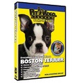Boston Terrier - Everything You Should Know<br>Item number: 71535: Dogs Training Products DVDs 