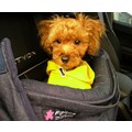 Fundle® Denims: Dogs Travel Gear Designer 