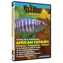 Set-Up & Maintain African Cichlids