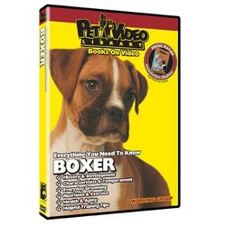 Boxer - Everything You Should Know