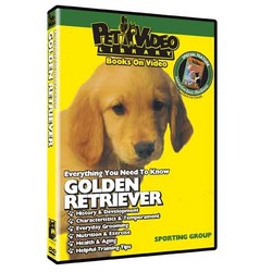 Golden Retriever - Everything You Should Know