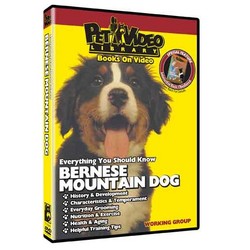 Bernese Mountain Dog - Everything You Should Know