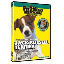 Jack Russell Terrier - Everything You Should Know