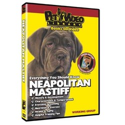 Neapolitan Mastiff - Everything You Should Know