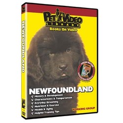 Newfoundland - Everything You Should Know
