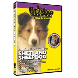 Shetland Sheepdog - Everything You Should Know