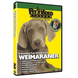Weimaraner - Everything You Should Know