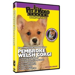 Pembroke Welsh Corgi - Everything You Should Know