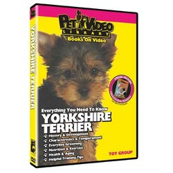 Yorkshire Terrier - Everything You Should Know