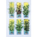 BUSHY PLANTS+PLUS - Great for reptiles, too!