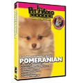 Pomeranian - Everything You Should Know<br>Item number: 71547