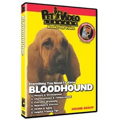 Bloodhound - Everything You Should Know