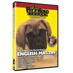 English Mastiff - Everything You Should Know
