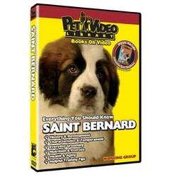 Saint Bernard - Everything You Should Know